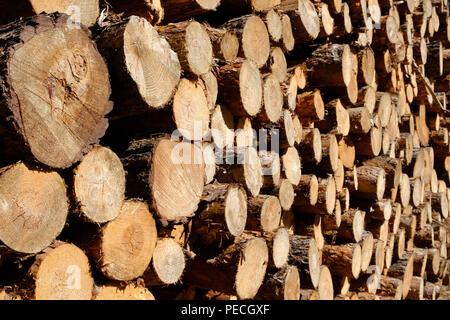 Sciage de grumes bois haché - arbres Banque D'Images