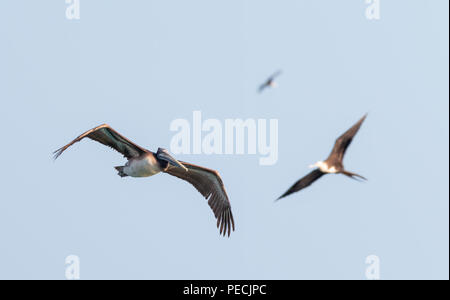 Brown pelican flying in a blue sky Banque D'Images