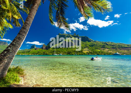 Palmiers sur le rivage d'océan à Moorea Tahiti avec vue sur la montagne Banque D'Images
