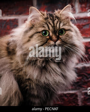 Chat Persan Rouge Avec Yeux Orange Photo Stock Alamy