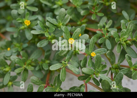 Portulaca oleracea Banque D'Images