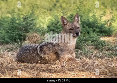 Recherche directe d'or sauvage jackal couché sur le livre vert de l'herbe jaune dans le parc Yarkon, Tel Aviv, Israël Banque D'Images