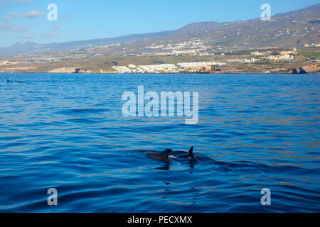 Le tourisme baleinier Ténérife : Mère et son petit baleines pilotes (Globicephala macrorhynchus) au large de la côte de Tenerife, dans les îles Canaries, Banque D'Images