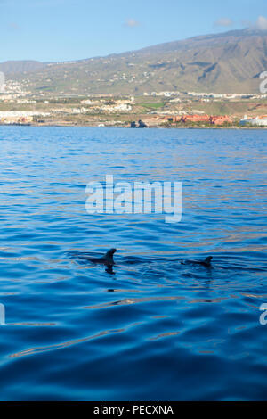 Le tourisme baleinier Ténérife : Mère et son petit baleines pilotes (Globicephala macrorhynchus) au large de la côte de Tenerife, dans les îles Canaries, Banque D'Images