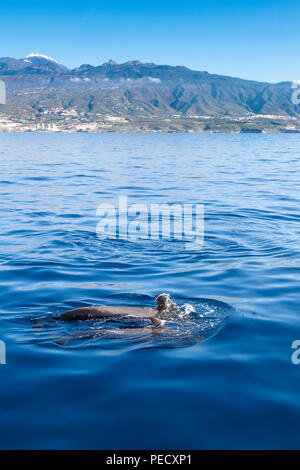 Le tourisme baleinier Ténérife : Mère et son petit baleines pilotes (Globicephala macrorhynchus) au large de la côte de Tenerife, dans les îles Canaries, Banque D'Images