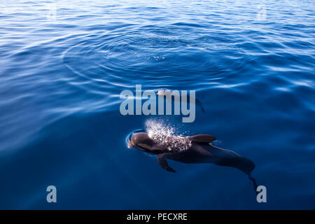 Le tourisme baleinier Ténérife : Mère et son petit baleines pilotes (Globicephala macrorhynchus) au large de la côte de Tenerife, dans les îles Canaries, Banque D'Images