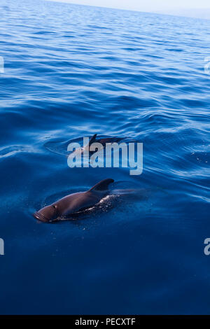 Ténérife : Baleines baleines pilotes (Globicephala macrorhynchus) au large de la côte de Tenerife, dans les îles Canaries, Banque D'Images