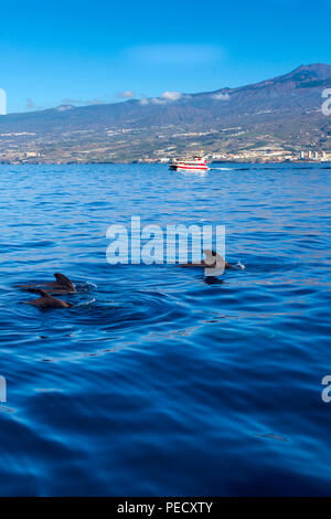 Ténérife : Baleines baleines pilotes (Globicephala macrorhynchus) au large de la côte de Tenerife, dans les îles Canaries, Banque D'Images