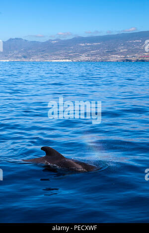 Ténérife : Baleines baleines pilotes (Globicephala macrorhynchus) au large de la côte de Tenerife, dans les îles Canaries, Banque D'Images