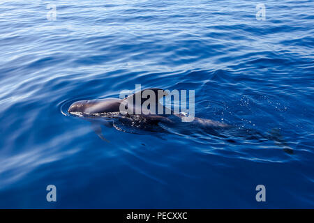 Ténérife : Baleines baleines pilotes (Globicephala macrorhynchus) au large de la côte de Tenerife, dans les îles Canaries, Banque D'Images