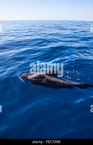 Ténérife : Baleines baleines pilotes (Globicephala macrorhynchus) au large de la côte de Tenerife, dans les îles Canaries, Banque D'Images