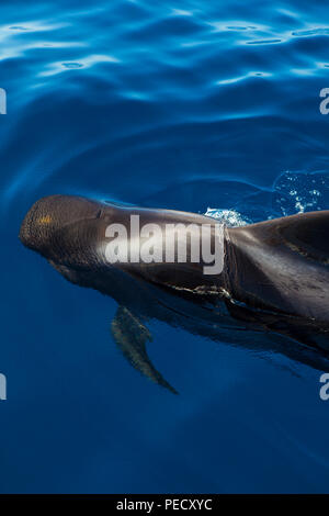 Ténérife : Baleines baleines pilotes (Globicephala macrorhynchus) au large de la côte de Tenerife, dans les îles Canaries, Banque D'Images