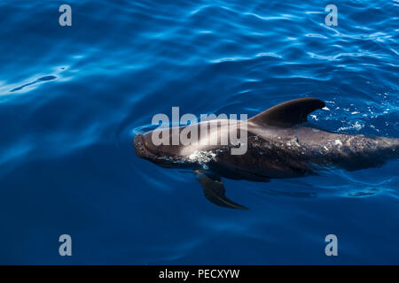 Ténérife : Baleines baleines pilotes (Globicephala macrorhynchus) au large de la côte de Tenerife, dans les îles Canaries, Banque D'Images