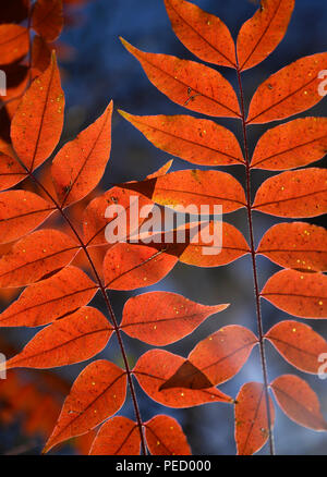 Les feuilles de l'automne une couleur couverture des arbres dans une zone riveraine sur l'Anza Trail le long de la rivière Santa Cruz, Tubac, Arizona, USA. La rivière Santa Cruz est par Banque D'Images