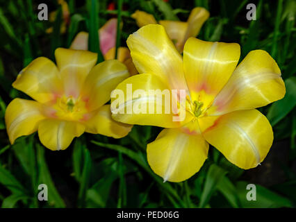 Belle tulipe jaune fleurs. Kaufmanniana tulipes. Keukenhof Banque D'Images