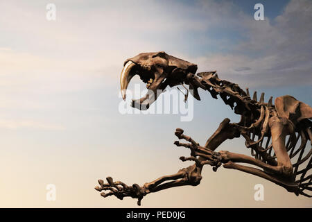 Squelette d'un tigre à dents de sabre Banque D'Images