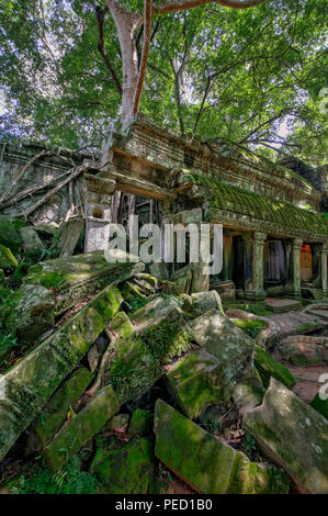 Ta Prohm Temple 'Tomb Raider', Siem Reap, Cambodge Banque D'Images