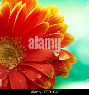 Belle fleur gerbera orange avec des gouttes d'eau sur fond turquoise. La macro photographie de gerbera flower. Banque D'Images