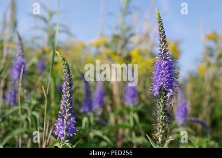 Véronique des champs - Veronica spicata dopés Banque D'Images