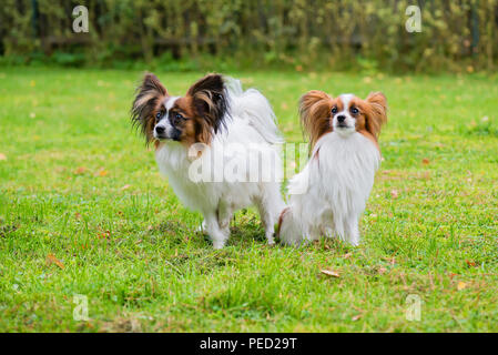 Portrait d'un papillon chiens purebreed Banque D'Images