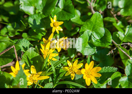 Vue rapprochée de l'abeille sur travail connu sous le nom de Populage des marais Caltha palustris en jaune croissant sur bois humide au printemps. Banque D'Images