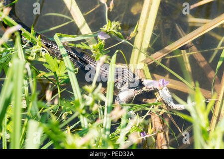 Serpent mange une grenouille dans l'eau parmi les plantes Banque D'Images