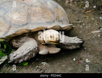 Tortue sulcata Geochelone sulcata ou close-up portrait Banque D'Images