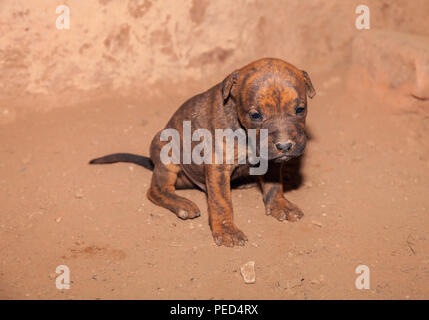 Chiot triste assise seule sur un sol poussiéreux Banque D'Images