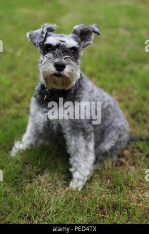 Schnauzer nain noir et argent s'assit sur l'herbe looking at camera Banque D'Images
