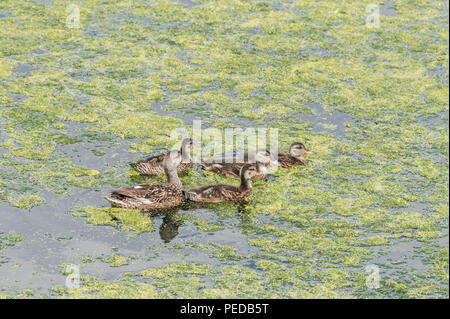 Le Canard colvert (Anas platyrhynchos) Banque D'Images