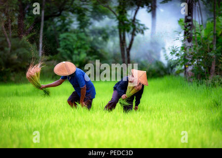 Les agriculteurs travaillant sur deux champs de riz vert ensemble en Thaïlande. Banque D'Images