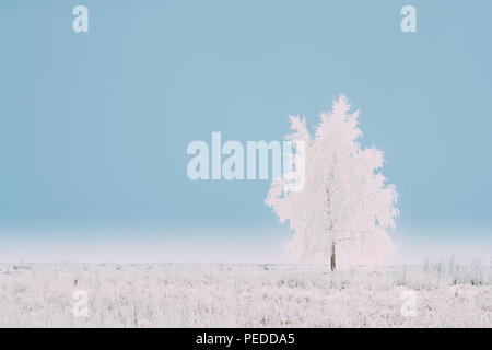 Lonely Tree dans le champ couvert de neige en hiver Jour Froid. Des arbres dans la neige. Le minimalisme en paysage d'hiver. Banque D'Images