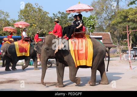 AYUTTHAYA, THAÏLANDE - 23 décembre 2013 : les touristes ride éléphants en Thaïlande. La Thaïlande compte actuellement quelque 2 700 éléphants domestiques. Banque D'Images