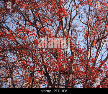 Les feuilles de myrte de crêpe rouge tournant Couleurs d'automne Banque D'Images