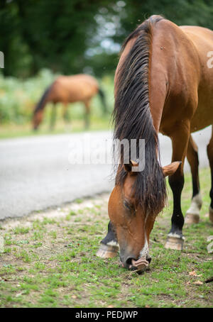 Deux tan et noir Nouvelle Forêt poneys paître par la route. Un fond. Le Hampshire, au Royaume-Uni Banque D'Images