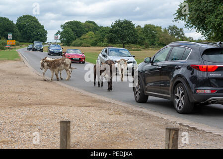 Des ânes sur la tenue de route jusqu'à la circulation dans la nouvelle forêt Godshill, Hampshire, Royaume-Uni Banque D'Images