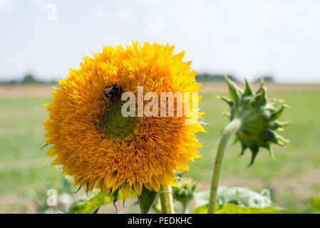 Le mûrissement de tournesol dans un champ en pleine campagne sur une belle, ensoleillée et chaude journée d'été. Bumblebee assis sur un tournesol. Banque D'Images