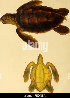 Impression couleur illustrant les deux vues dorsale et ventrale d'une tortue sous-titrées "Chelonia virgata, ' mais maintenant appelé (Chelonia mydas) et communément connu sous le nom de la tortue verte, la tortue verte, du Pacifique ou la mer Noire (tortue), 1828. Avec la permission de Internet Archive. () Banque D'Images