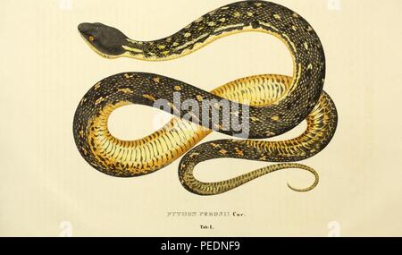 Impression couleur illustrant les deux vues dorsale et ventrale d'un tapis ou de diamant (Morelia spilota python) avec des marques jaunes et noires, de Johann Wagler's 'Descriptiones et icones Amphibiorum', 1828. Avec la permission de Internet Archive. () Banque D'Images