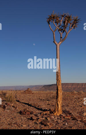 Quiver Tree ((Aloidendron dichotomum) sur le bord de la Fish River Canyon, de la Namibie, avec l'établissement moon en arrière-plan. Banque D'Images