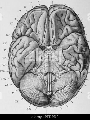 Noir et blanc illustrant la base du cerveau et des nerfs crâniens, publié dans l'Église et de l'Archibald Julius Salinger's 'Maladies du système nerveux", 1910. Avec la permission de Internet Archive. () Banque D'Images