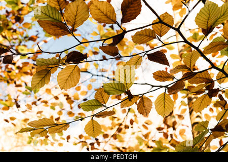 L'automne(Automne) avant-toit sur les branches d'arbres qui vont du vert au cuivre et d'or à brun foncé avec ciel bleu et blanc nuage au-dessus. Banque D'Images