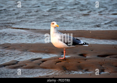 Goéland argenté, Juist, Parc National de la mer de Wadden, Basse-Saxe, Allemagne, l'île de la Frise orientale, Larus argentatus Banque D'Images