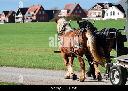 Attelage de chevaux, de Juist, Parc National de la mer de Wadden, Basse-Saxe, Allemagne, l'île de la Frise Orientale Banque D'Images