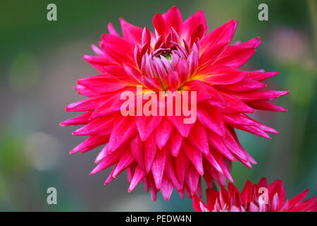 Kaktus-Dahlie, sorte Karma Bon Bini cultivar Dahlia Banque D'Images