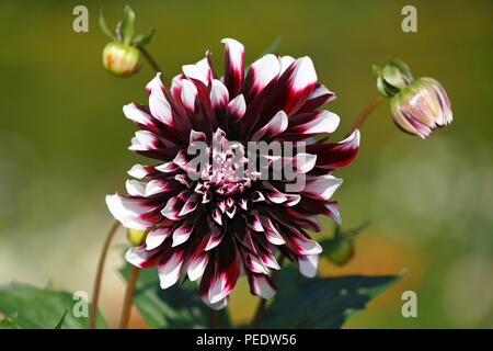 Kaktus-Dahlie, sorte cultivar Dahlia Contraste Banque D'Images