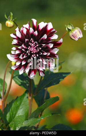 Kaktus-Dahlie, sorte cultivar Dahlia Contraste Banque D'Images