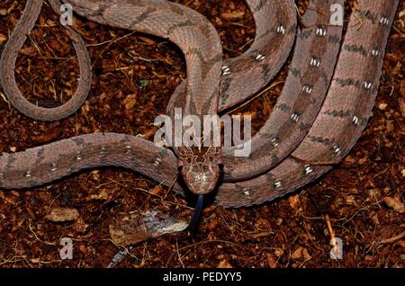 Manger des oeufs d'Afrique, serpent, Eierschlange Afrikanische Dasypeltis Banque D'Images