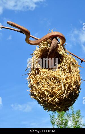 Manger des oeufs d'Afrique, serpent, Eierschlange Afrikanische Dasypeltis Banque D'Images