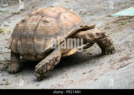 Tortue sillonnée balade vue rapprochée Banque D'Images